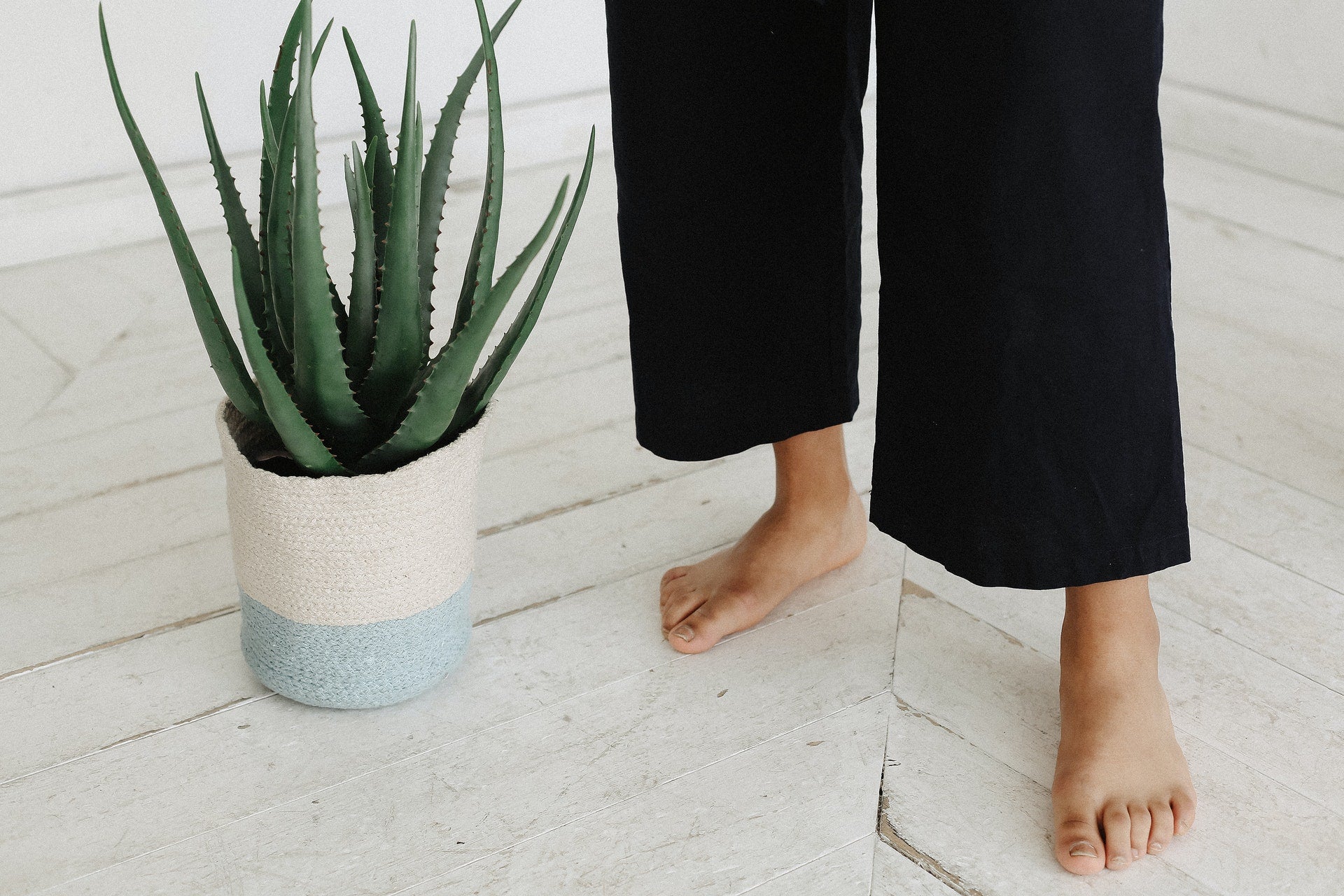 Aloe Vera, the alternative medicine for asap skin care.
