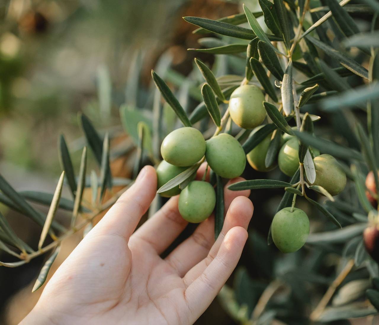 Skin Olive Oil for Skin: The Benefits of Olive Oil Enriched Skin Care Products for Dermatitis, Eczema and Dry Skin