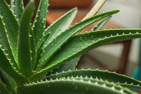 Aloe Vera Gel