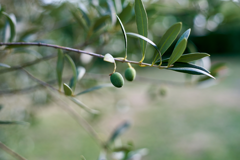 Olive Oil Enriched Skincare